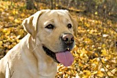 Yellow lab in autumn leaves