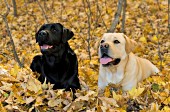 Black & yellow labs in autumn leaves