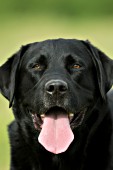 Black lab portrait