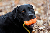 Black lab playing with a toy