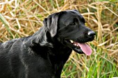 Black lab portrait