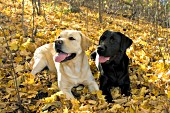 Black lab & yellow lab in autumn leaves