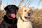 Portrait of a black lab & yellow lab