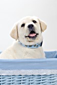 Yellow lab puppy in a blue basket