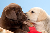 Nuzzling lab puppies -- chocolate & yellow