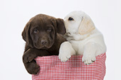 Yellow lab puppy "whispering" in her brother's ear