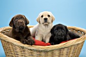 3 lab puppies (chocolate, yellow & black) in a dog bed