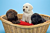 3 lab puppies (chocolate, yellow & black) in a dog bed