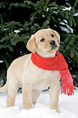 Yellow lab pup wearing a festive red scarf