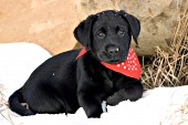 Black lab puppy wearing a red bandana