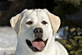 Yellow lab portrait