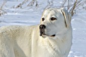 Yellow lab portrait (winter)