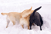 2 labs & a golden retriever with their heads in a snow bank