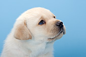 Curious lab puppy