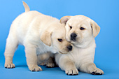 Yellow lab puppies nuzzling