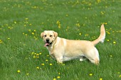 Yellow lab in spring dandelions