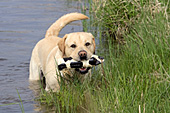 Yellow lab in a pond