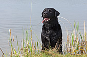 Black lab at the edge of a pond