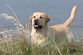 Yellow lab at the edge of a pond