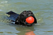 Black lab swimming with a red ball in her mouth