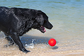 Black lab chasing a red ball on the beach