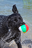 Wet black lab shaking water off herself