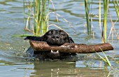 Black lab swimming with a large stick