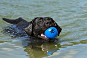 Black lab swimming with a blue ball