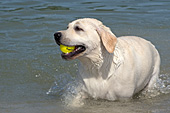 Yellow lab playing in a pond