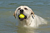 Yellow lab playing with a ball in a pond