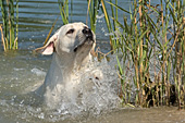 Yellow lab splashing in a shallow pond