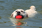 Yellow lab swimming with a red ball