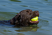 Chocolate lab swimming with a ball