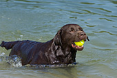 Chocolate lab swimming with a ball