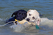 Black lab & yellow lab swimming with a training dummy