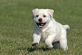 Yellow lab puppy running in grass