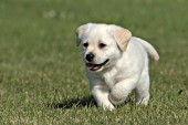 Yellow lab puppy running in grass