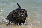 Black lab puppy going for her first swim