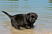 Black lab puppy testing the water