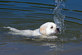 Yellow lab puppy swimming for the first time