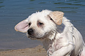 Wet yellow lab puppy shaking water off after a swim