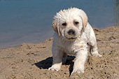 Wet yellow lab puppy on a sandy beach