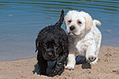 Black & yellow lab puppies on a beach