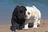 Black & yellow lab puppies playing on a beach