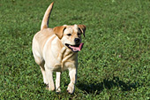 Yellow lab running in grass