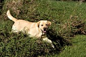 Yellow lab running in grass