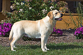 Yellow lab portrait