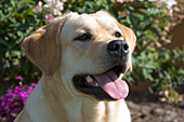 Yellow lab portrait