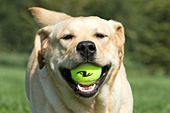 Yellow lab retrieving a tennis ball