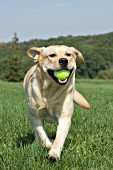 Yellow lab retrieving a tennis ball